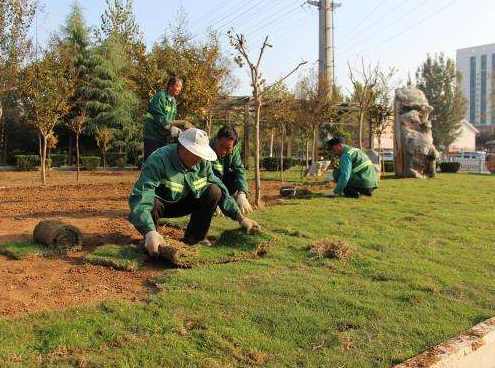 上海专业砍树公司说说大树移植问题